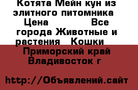 Котята Мейн-кун из элитного питомника › Цена ­ 20 000 - Все города Животные и растения » Кошки   . Приморский край,Владивосток г.